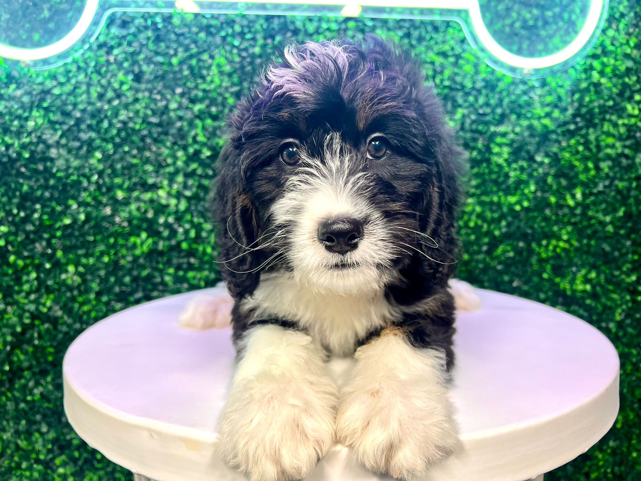 Mini Bernedoodle Puppy for Adoption