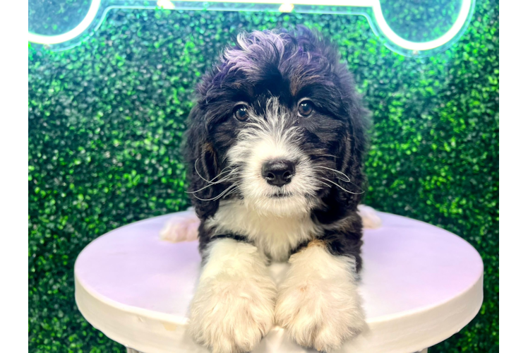 Mini Bernedoodle Puppy for Adoption