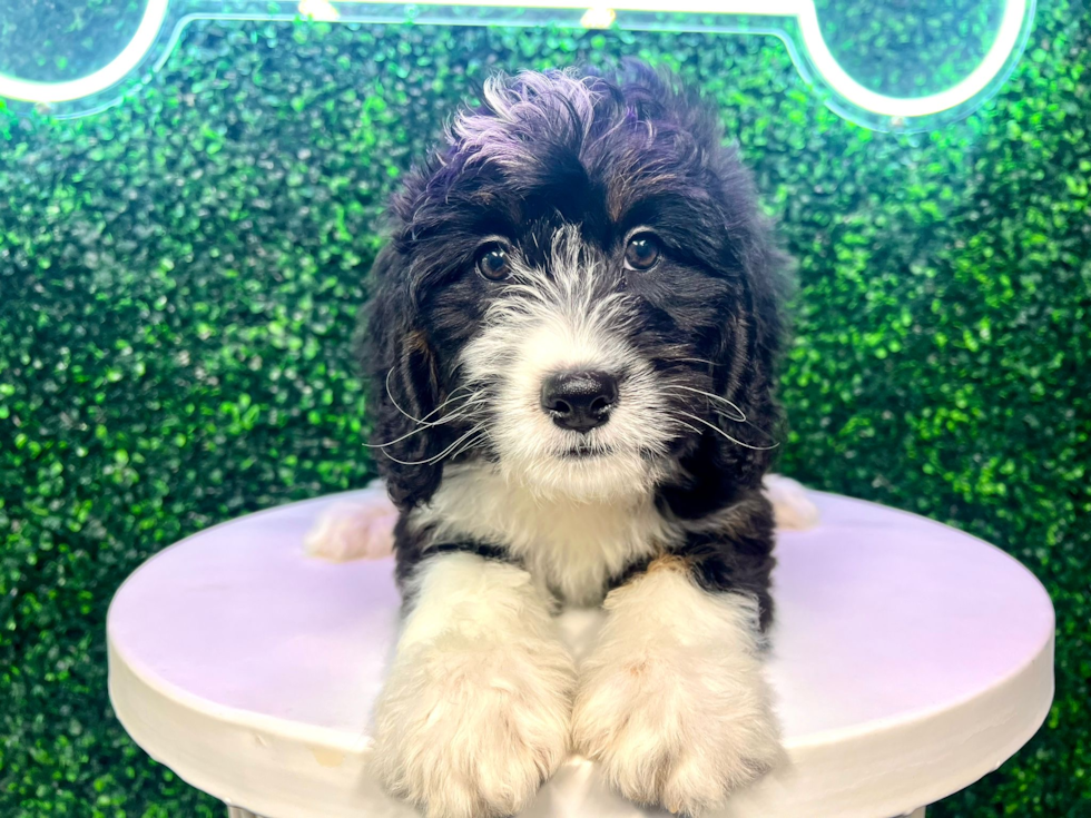 Mini Bernedoodle Puppy for Adoption