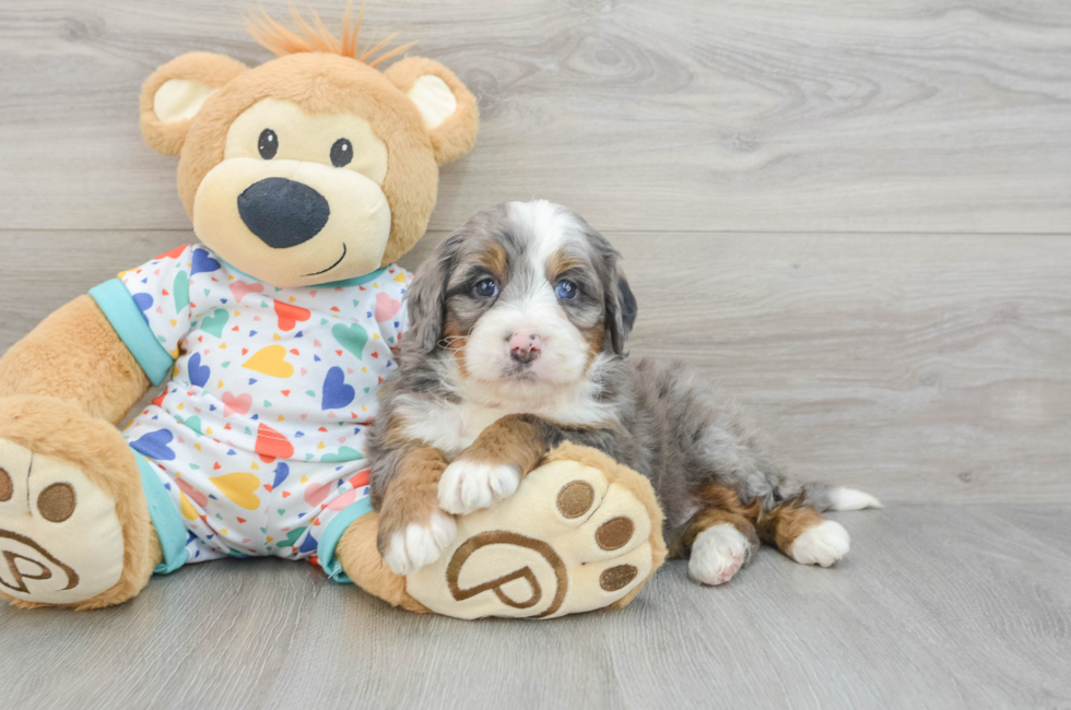 7 week old Mini Bernedoodle Puppy For Sale - Puppy Love PR