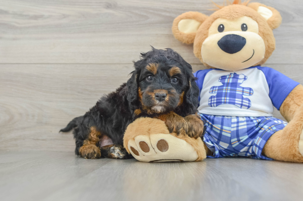 Mini Bernedoodle Puppy for Adoption