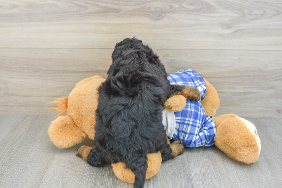 Mini Bernedoodle Pup Being Cute
