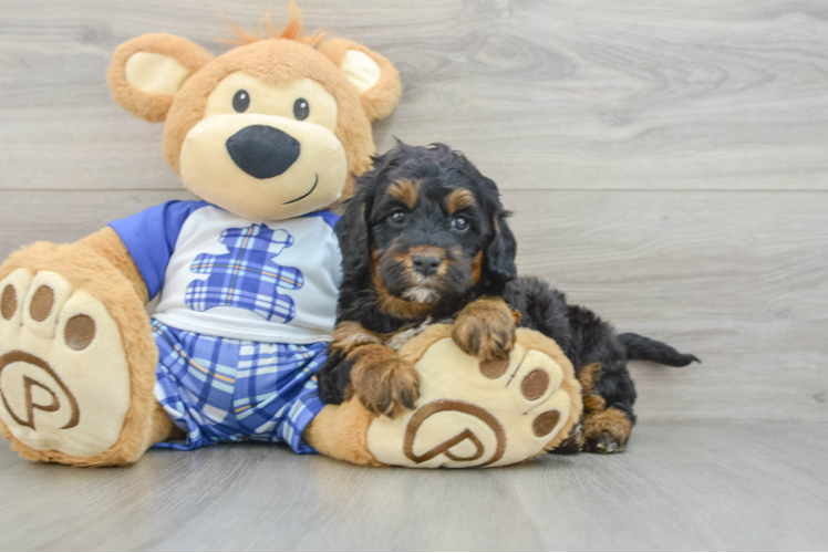 Friendly Mini Bernedoodle Baby
