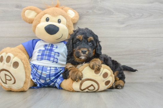 Friendly Mini Bernedoodle Baby