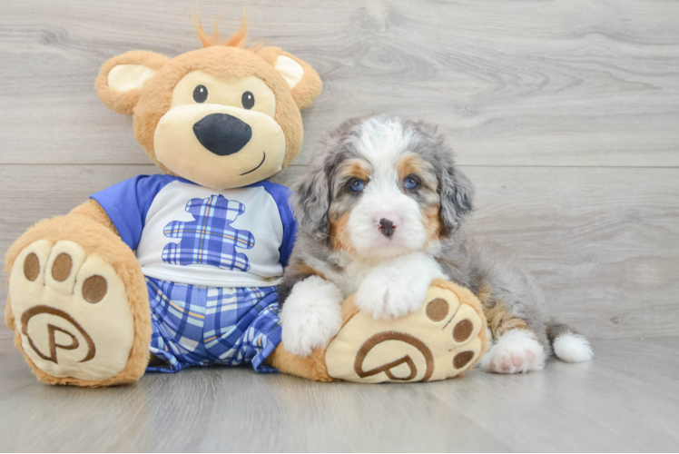 Energetic Mini Berniedoodle Poodle Mix Puppy
