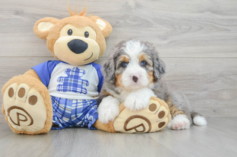 7 week old Mini Bernedoodle Puppy For Sale - Puppy Love PR