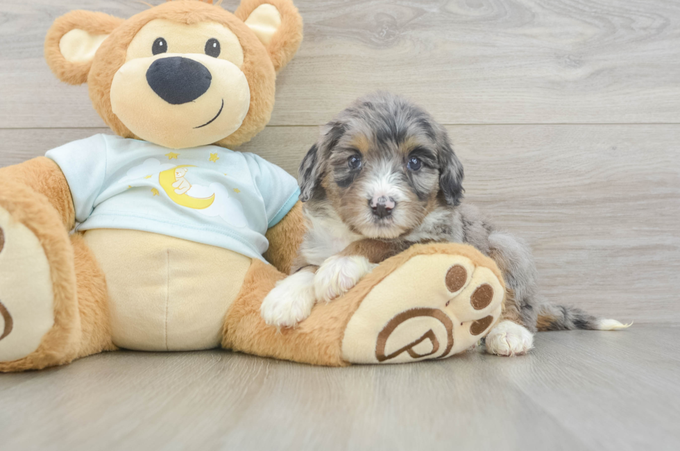 7 week old Mini Bernedoodle Puppy For Sale - Puppy Love PR