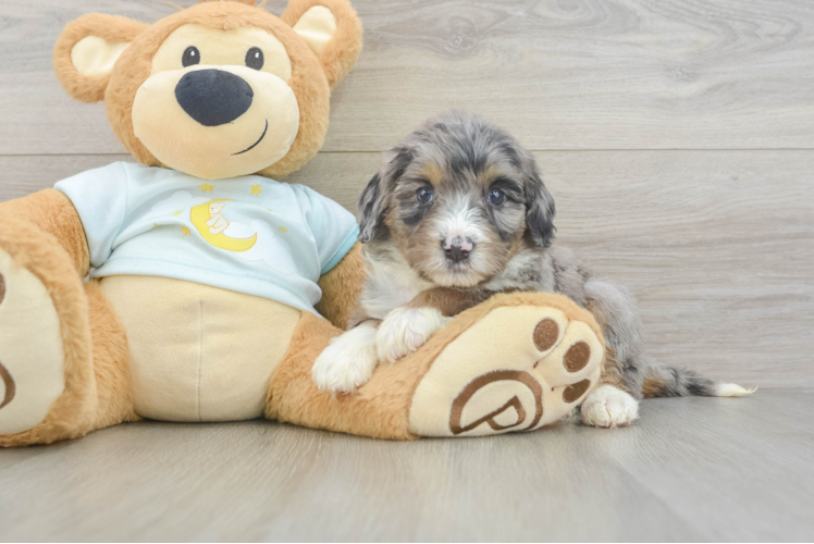 Meet Lovato - our Mini Bernedoodle Puppy Photo 1/3 - Puppy Love PR Cute Mini Bernedoodle Baby