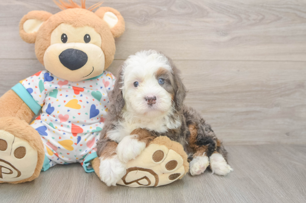 6 week old Mini Bernedoodle Puppy For Sale - Puppy Love PR