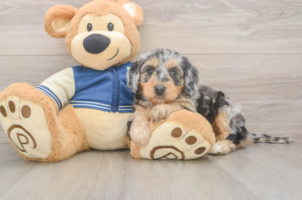 5 week old Mini Bernedoodle Puppy For Sale - Puppy Love PR