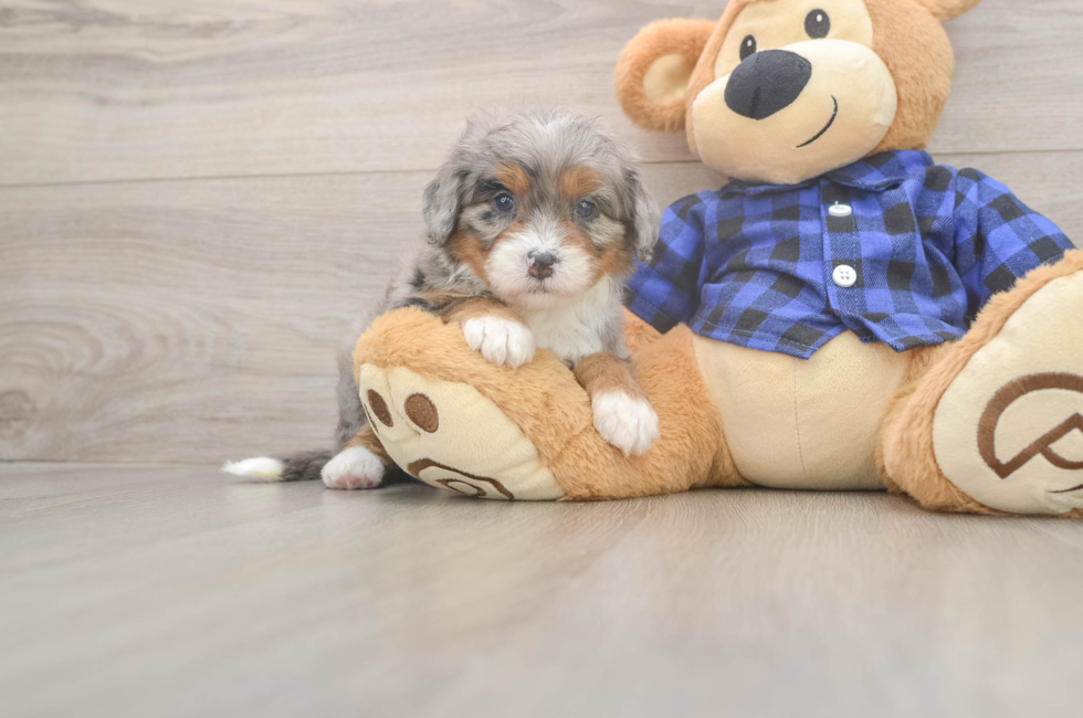 6 week old Mini Bernedoodle Puppy For Sale - Puppy Love PR