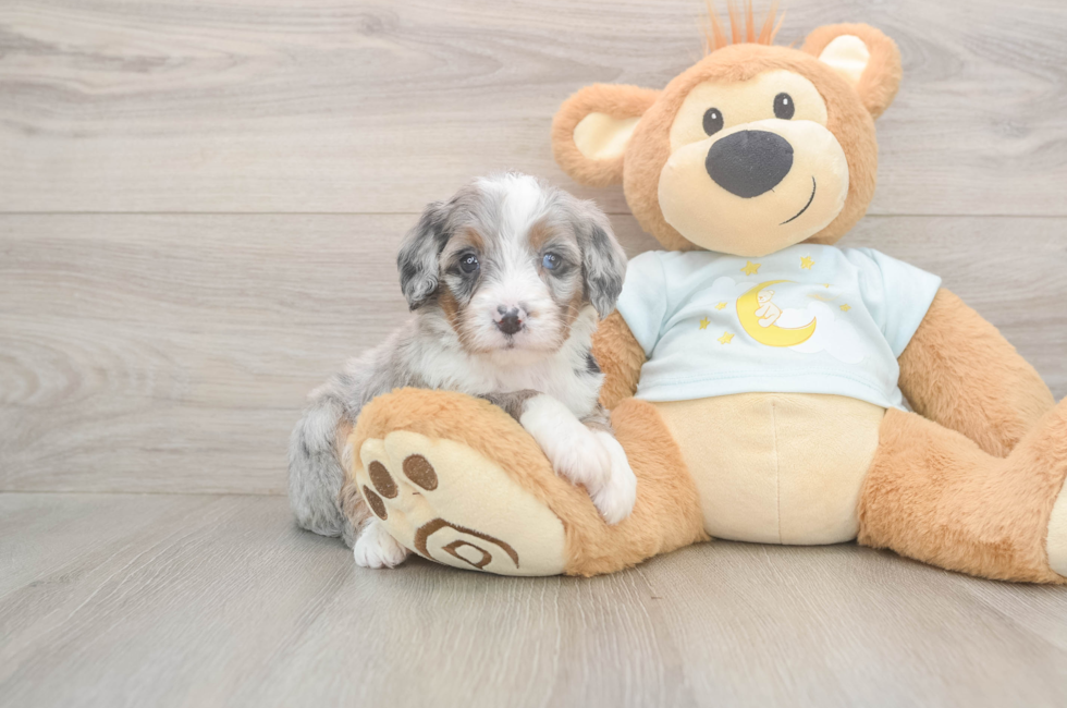5 week old Mini Bernedoodle Puppy For Sale - Puppy Love PR