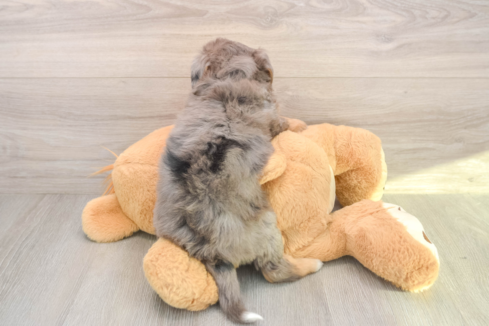 Mini Bernedoodle Pup Being Cute