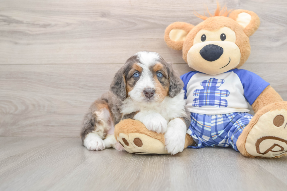 Hypoallergenic Mini Bernadoodle Poodle Mix Puppy