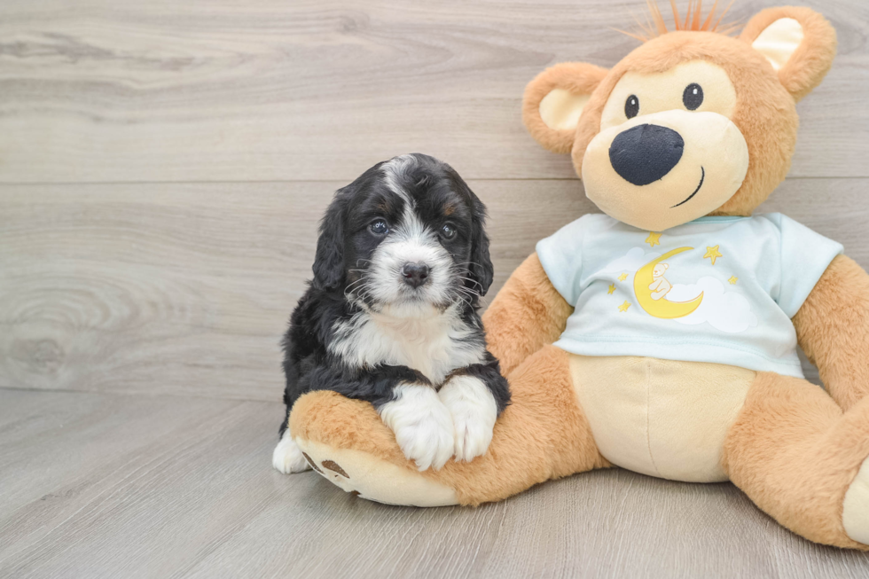 Popular Mini Bernedoodle Poodle Mix Pup