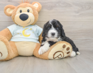 5 week old Mini Bernedoodle Puppy For Sale - Puppy Love PR