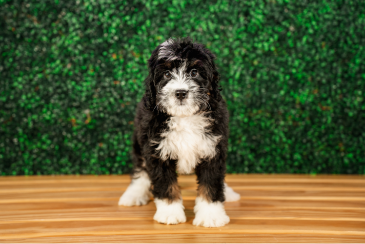 Cute Mini Bernesepoo Poodle Mix Puppy