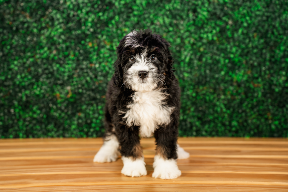 Cute Mini Bernesepoo Poodle Mix Puppy
