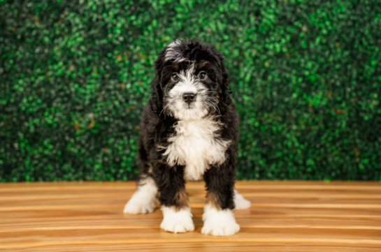 Cute Mini Bernesepoo Poodle Mix Puppy