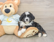 8 week old Mini Bernedoodle Puppy For Sale - Puppy Love PR