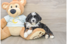 Mini Bernedoodle Puppy for Adoption