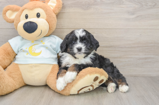 Mini Bernedoodle Puppy for Adoption