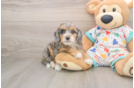 Mini Bernedoodle Puppy for Adoption