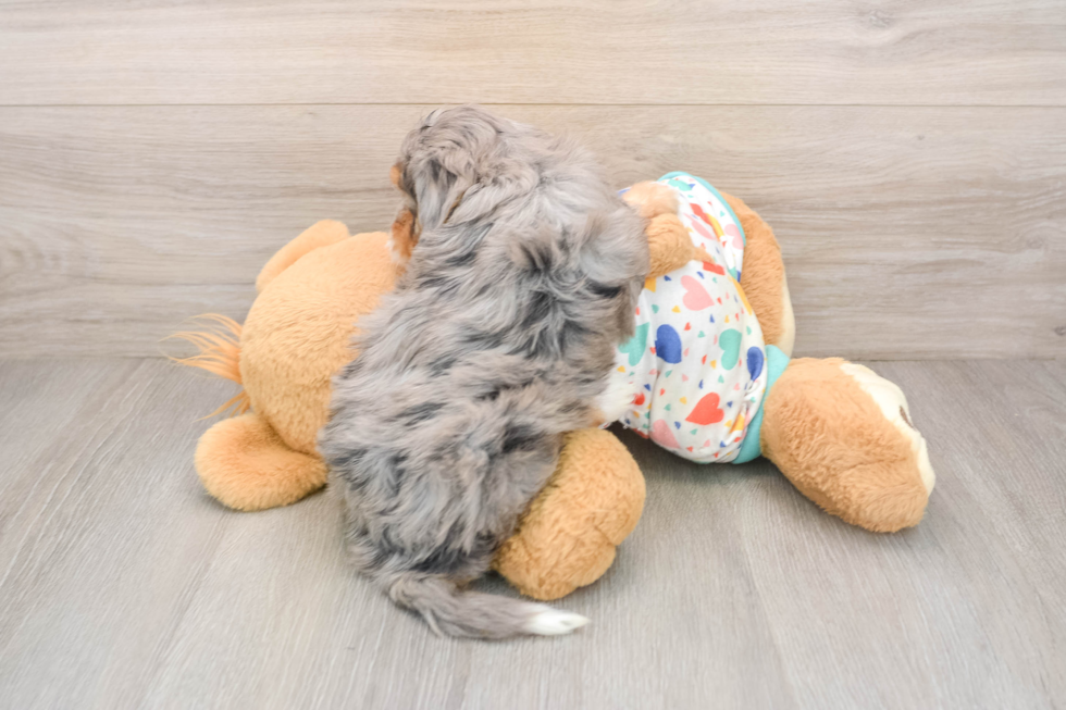 Funny Mini Bernedoodle Poodle Mix Pup