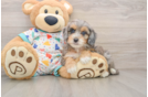 Hypoallergenic Bernese Doodle Poodle Mix Puppy