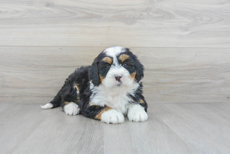 Mini Bernedoodle Pup Being Cute