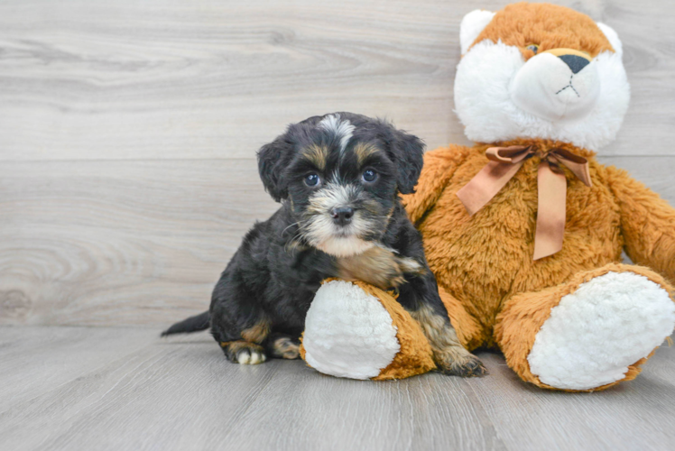Meet Lovato - our Mini Bernedoodle Puppy Photo 1/3 - Puppy Love PR Happy Mini Bernedoodle Baby