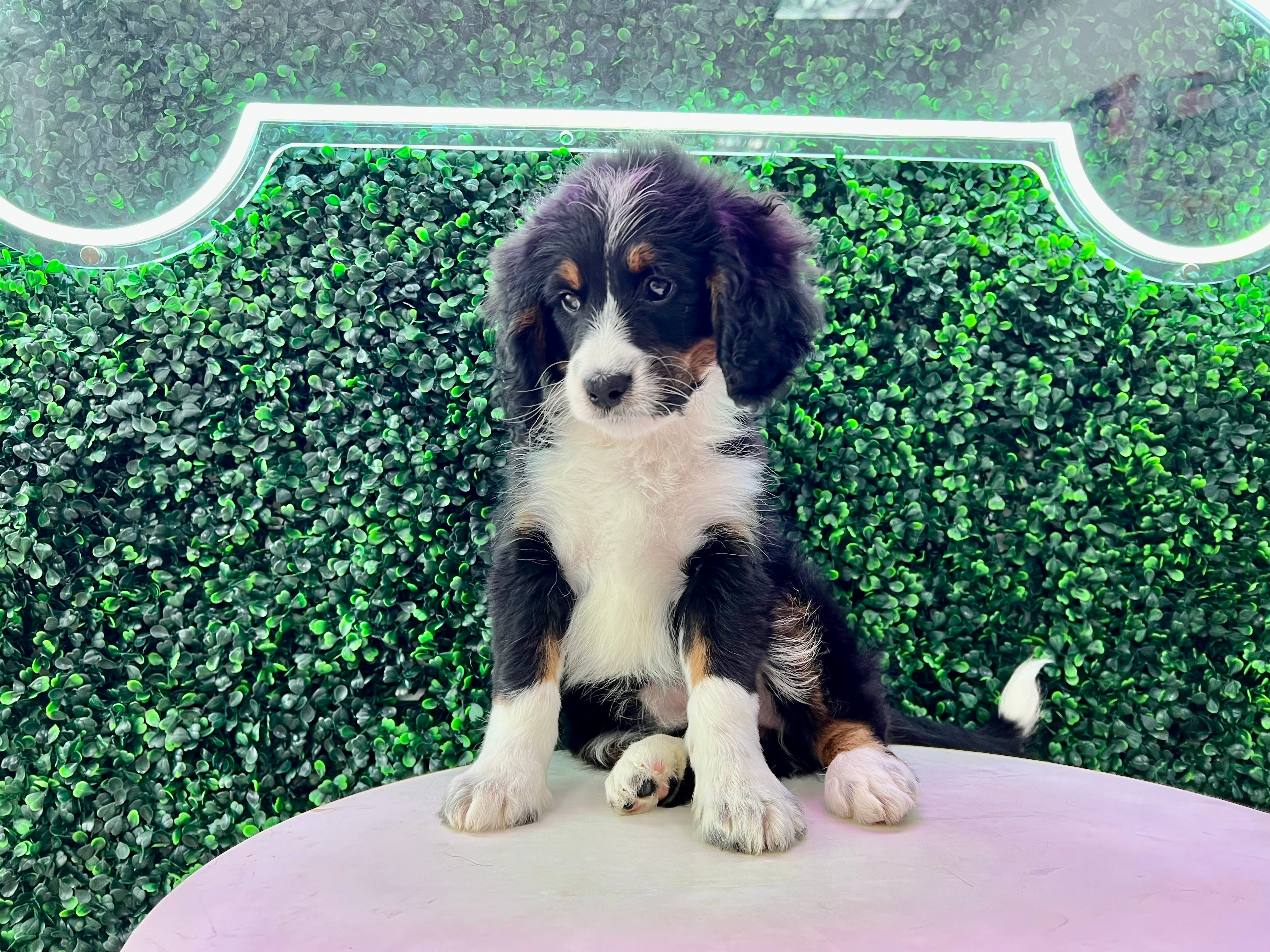Mini Bernedoodle Pup Being Cute