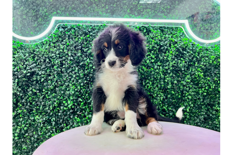 Mini Bernedoodle Pup Being Cute