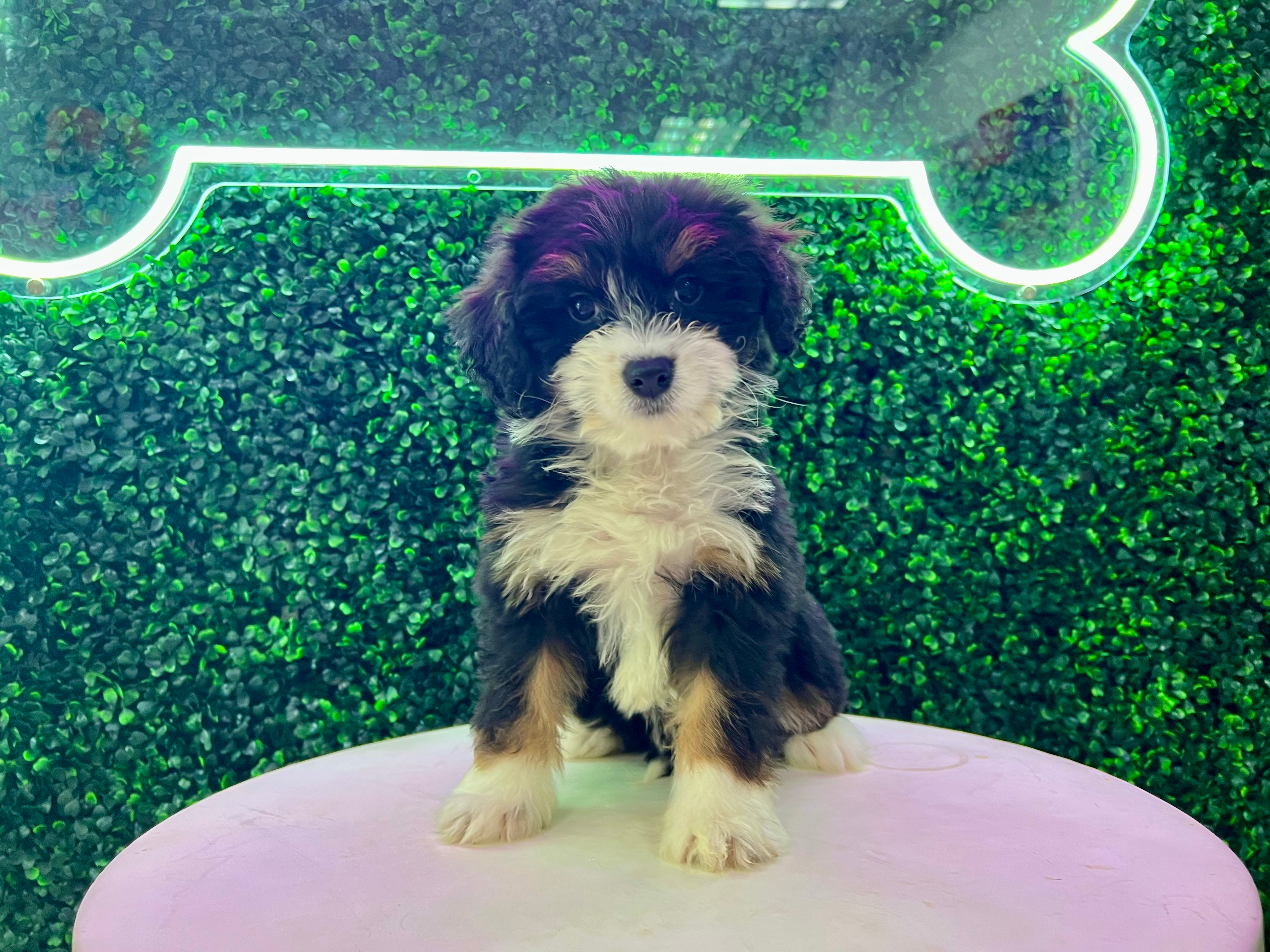 Cute Mini Bernedoodle Baby