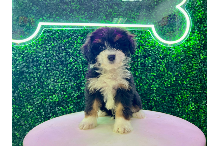 Meet Luciana - our Mini Bernedoodle Puppy Photo 1/4 - Puppy Love PR Cute Mini Bernedoodle Baby