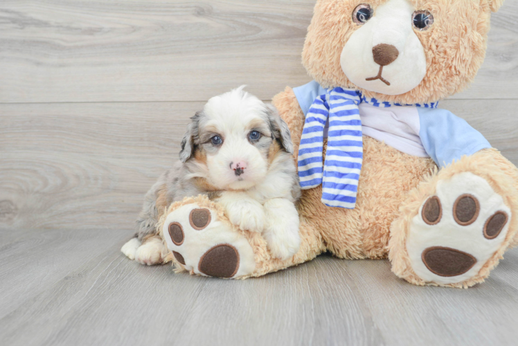 Meet Luciana - our Mini Bernedoodle Puppy Photo 1/3 - Puppy Love PR Petite Mini Bernedoodle Poodle Mix Pup