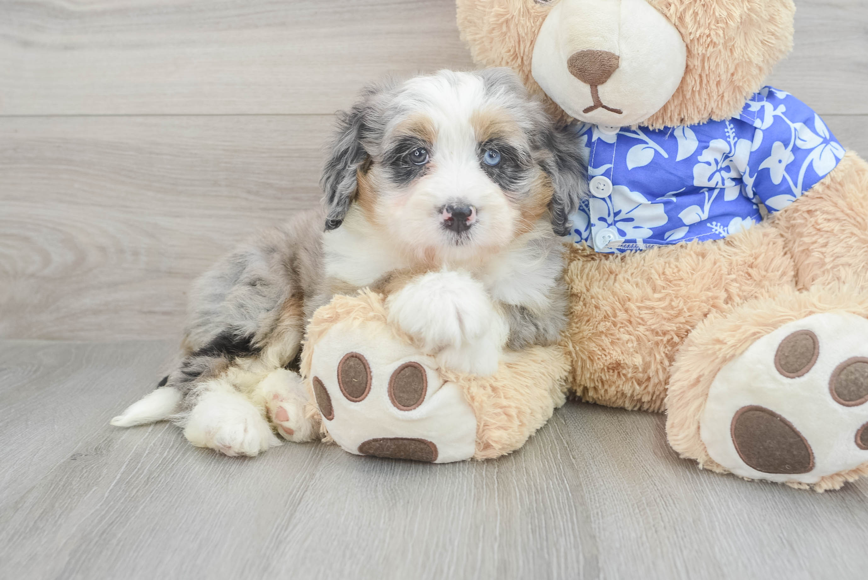 Mini Bernedoodle Puppy for Adoption