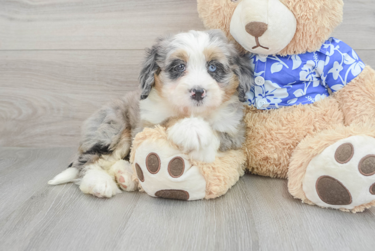 Meet Luciana - our Mini Bernedoodle Puppy Photo 1/3 - Puppy Love PR Mini Bernedoodle Puppy for Adoption