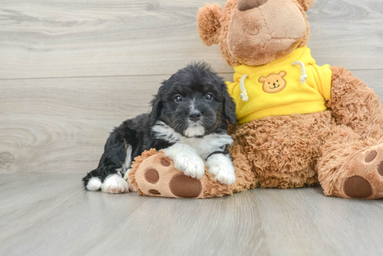 Best Mini Bernedoodle Baby