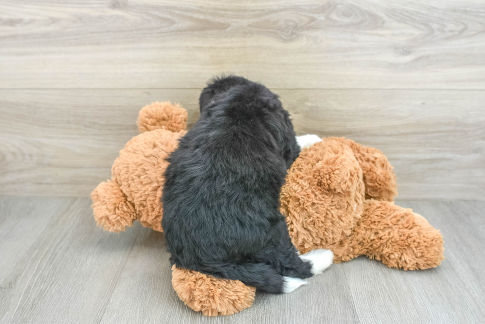 Mini Bernedoodle Puppy for Adoption