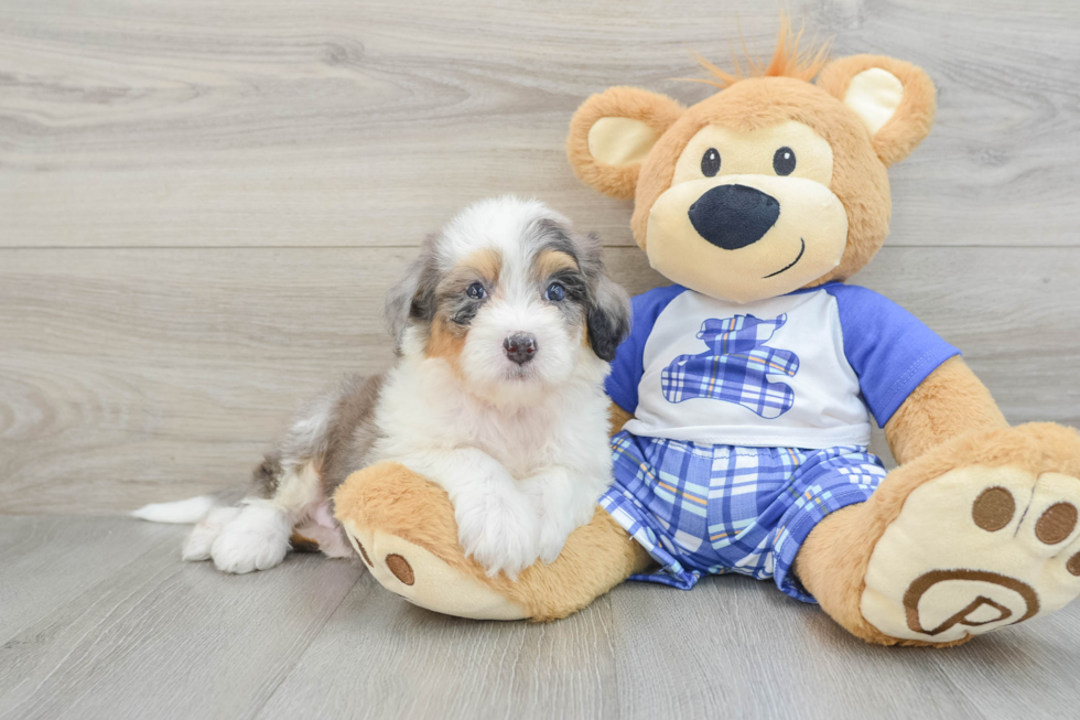 Cute Mini Bernedoodle Baby