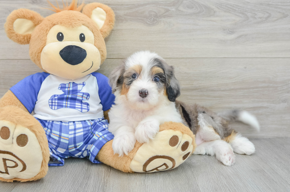 6 week old Mini Bernedoodle Puppy For Sale - Puppy Love PR