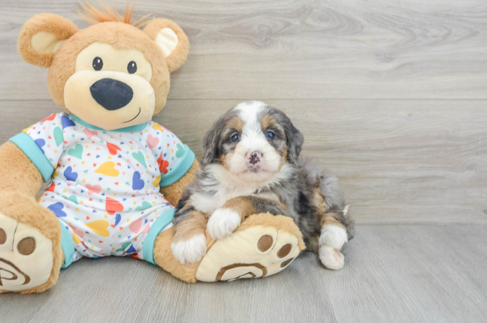 7 week old Mini Bernedoodle Puppy For Sale - Puppy Love PR