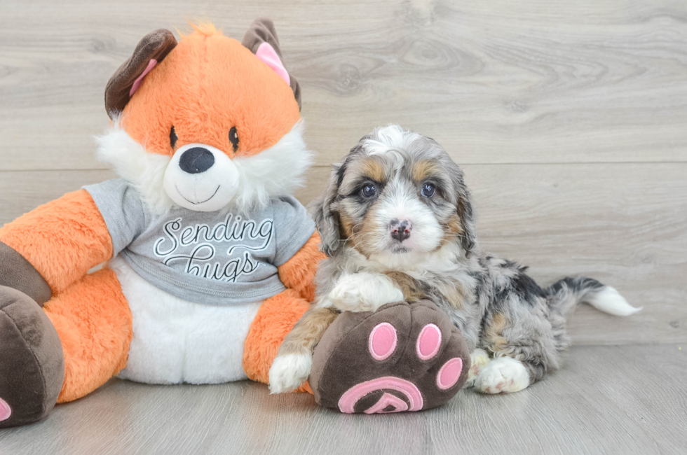 6 week old Mini Bernedoodle Puppy For Sale - Puppy Love PR