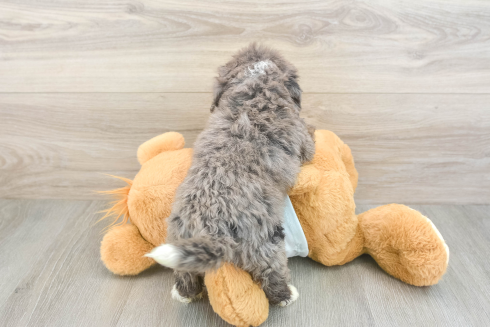 Mini Bernedoodle Puppy for Adoption