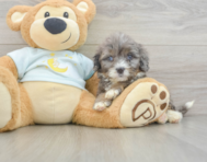 8 week old Mini Bernedoodle Puppy For Sale - Puppy Love PR