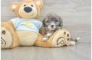 Friendly Mini Bernedoodle Baby