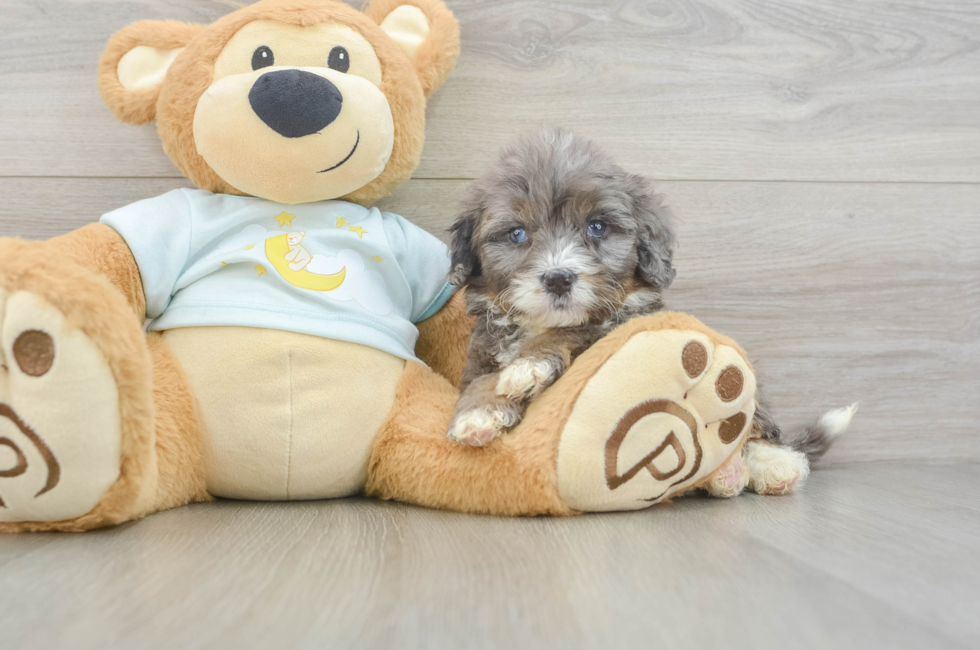 8 week old Mini Bernedoodle Puppy For Sale - Puppy Love PR