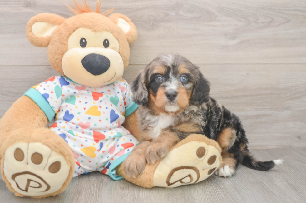 6 week old Mini Bernedoodle Puppy For Sale - Puppy Love PR