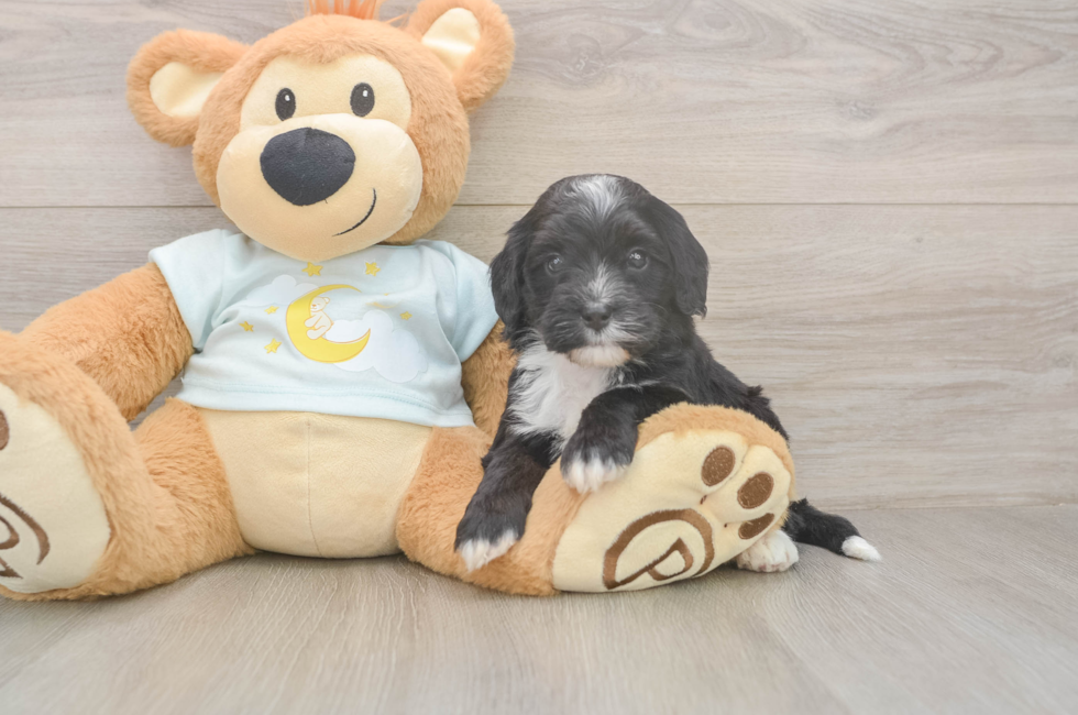 5 week old Mini Bernedoodle Puppy For Sale - Puppy Love PR